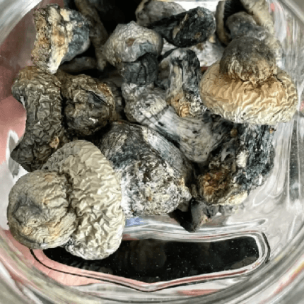 albino penis envy mushrooms Albino Penis Envy