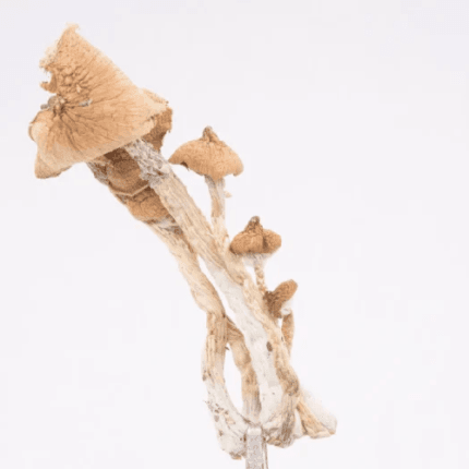 amazonian magic mushrooms(1) Amazonian Magic Mushrooms