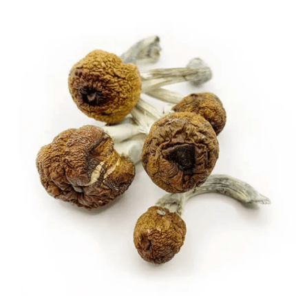 b+ magic mushrooms B+ Magic Mushrooms