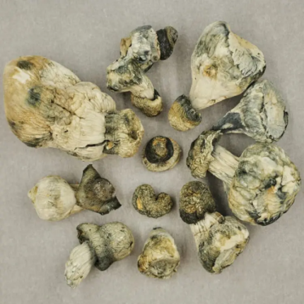 blue meanie mushrooms Blue Meanie Mushrooms