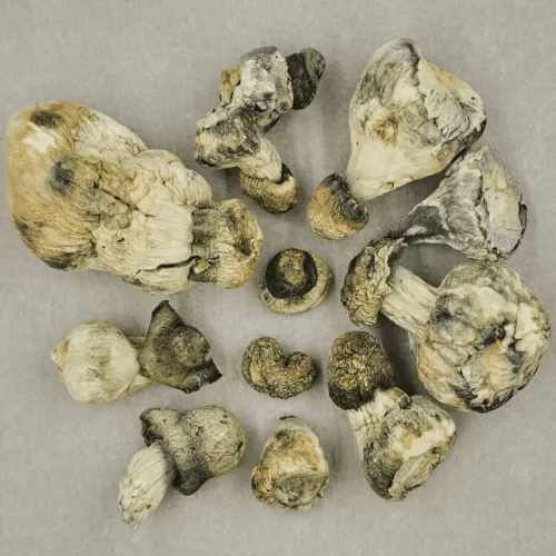 blue meanie mushrooms Blue Meanie Mushrooms