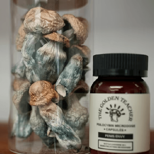 dried golden teacher mushrooms Golden Teacher Mushrooms