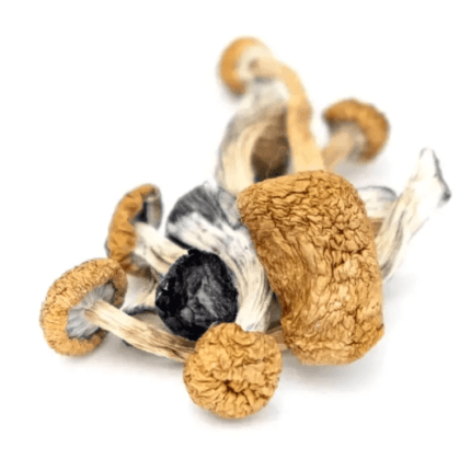 lizard king mushrooms LIZARD KING MUSHROOMS